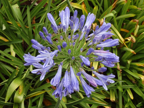 Garden Flower of Settlers Village.